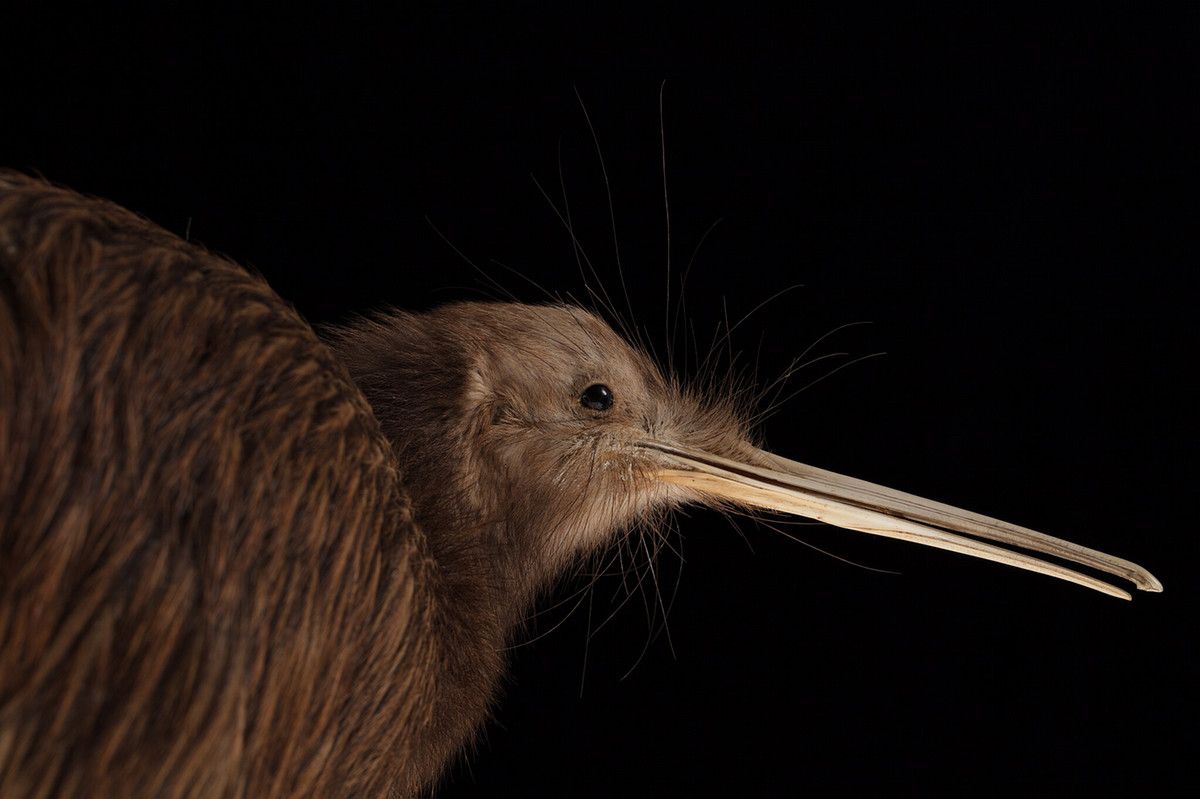 A closeup of a kiwi bird's face against a dark background