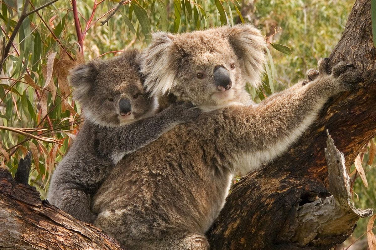 Photo of two koalas.