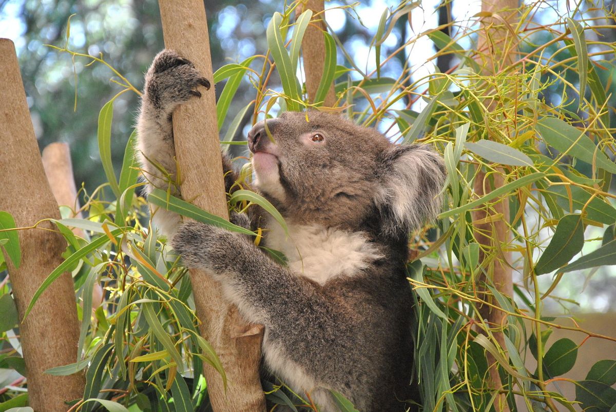 A koala holding onto a trunk and looking up, surrounded by leaves