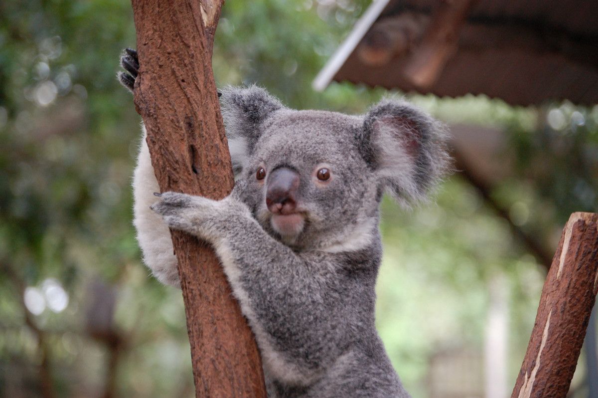 A koala looks off to the side, gripping a small tree trunk