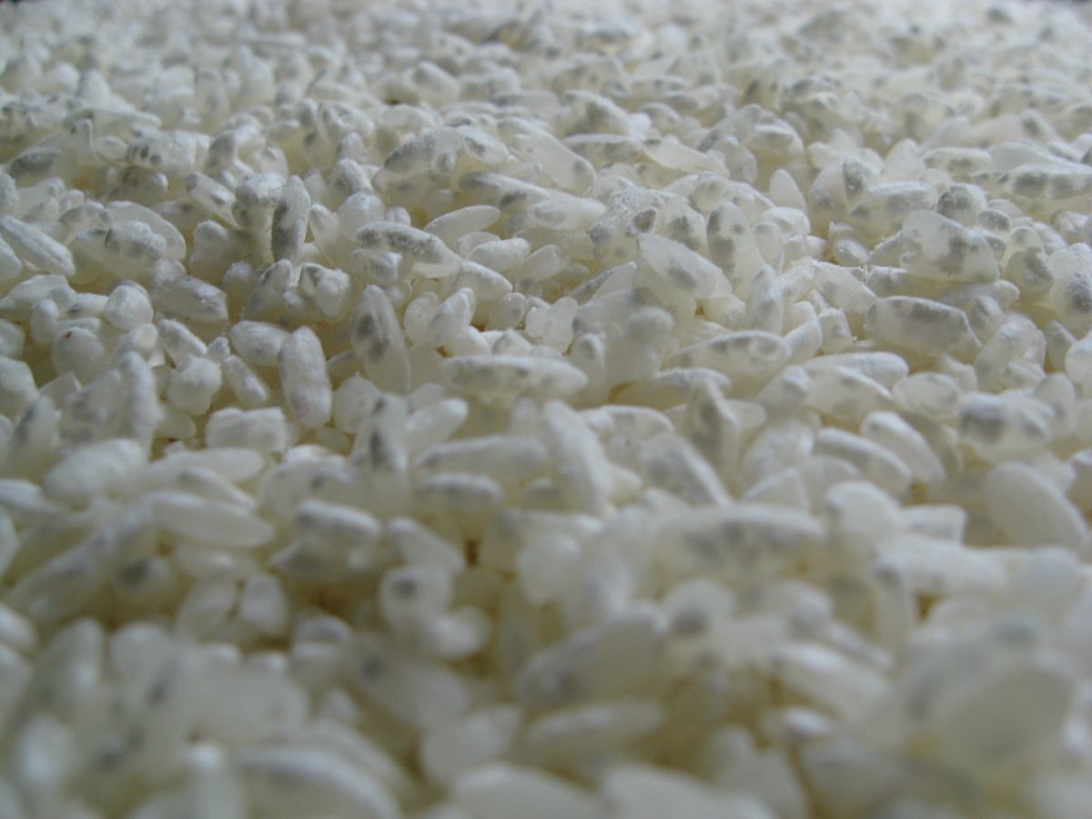 A close up of koji mold, in small white round sections