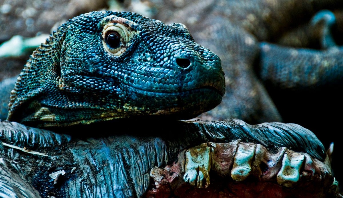 A close up of a komodo dragon's face resting on a branch