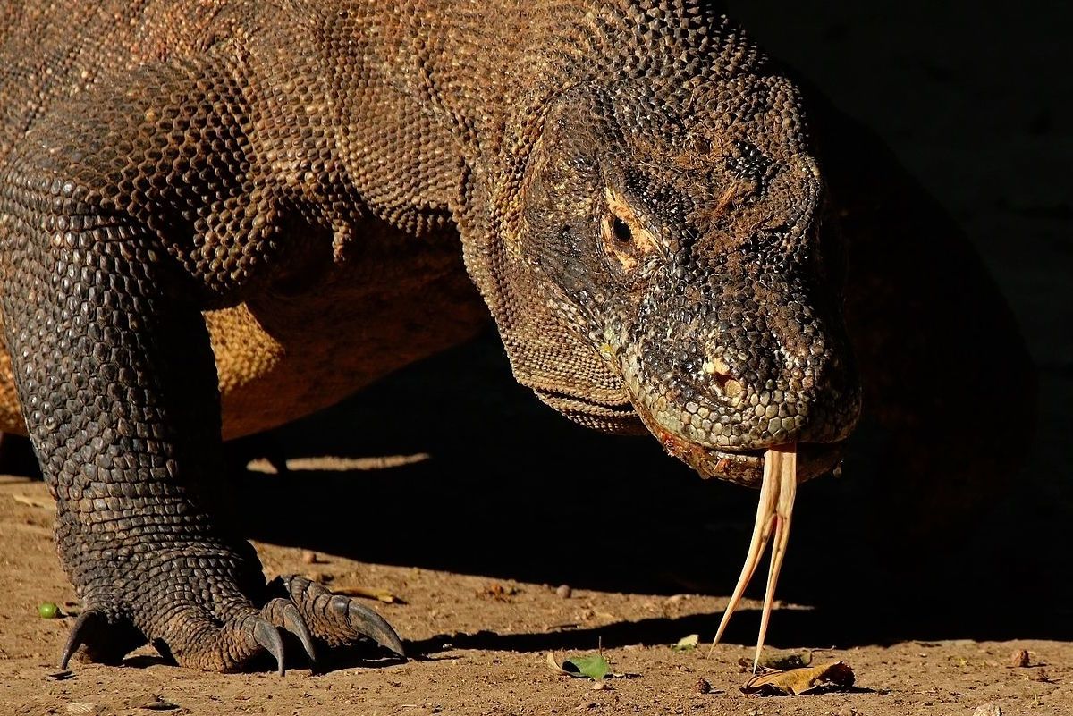 Komodo dragon