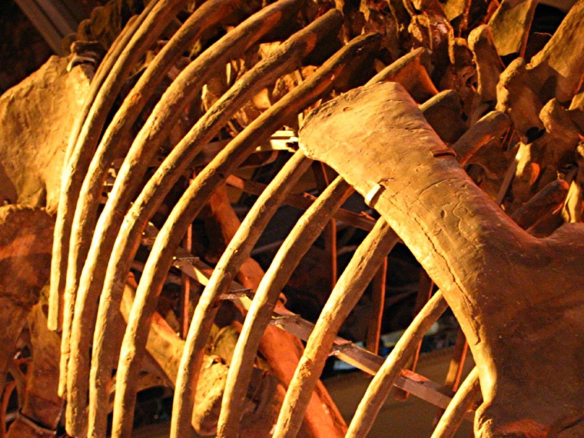 A large ribcage of a dinosaur in a museum display