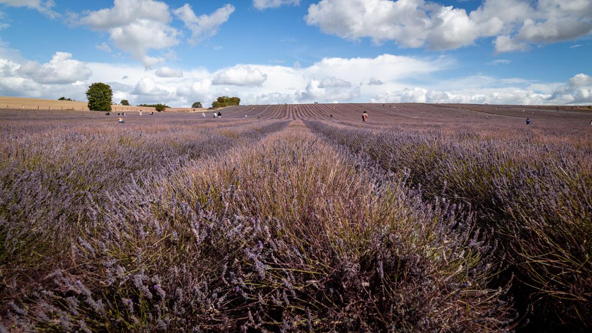 A large field of lavender with people standing in between the rows at a far distance
