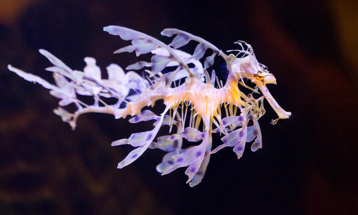 A pale leafy seadragon floats against a dark background underwater