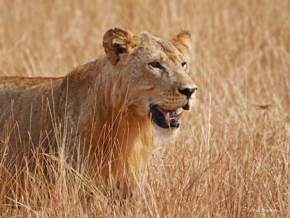 A female lion with her mouth open in a field of tall straw-like grass