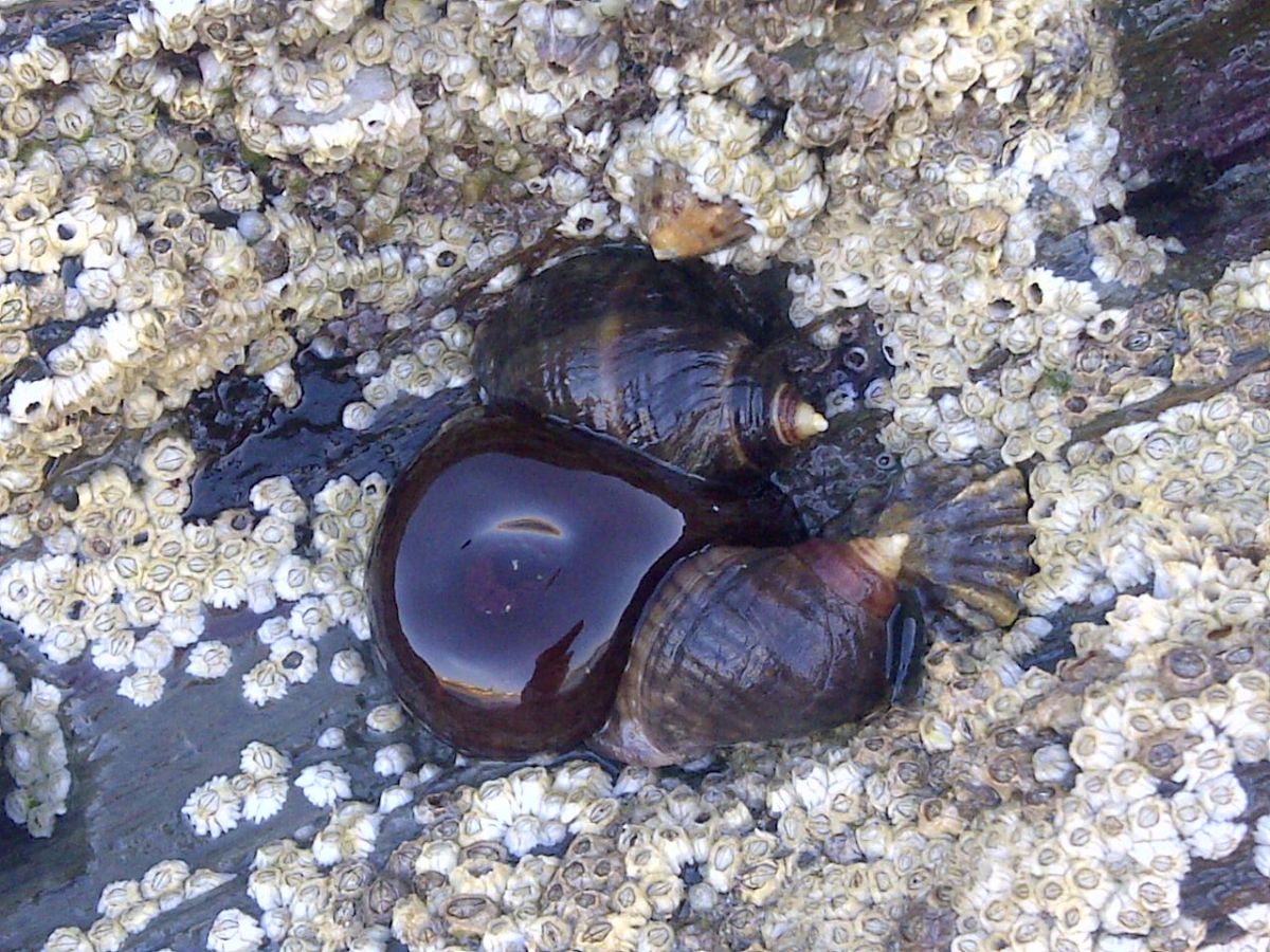 Two snail shells on a wet, rocky surface
