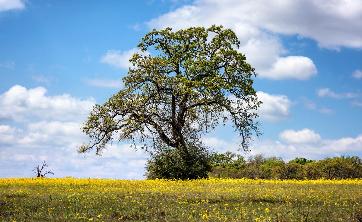 A large live oak tree stands alone in a yellow field with a bright blue sky