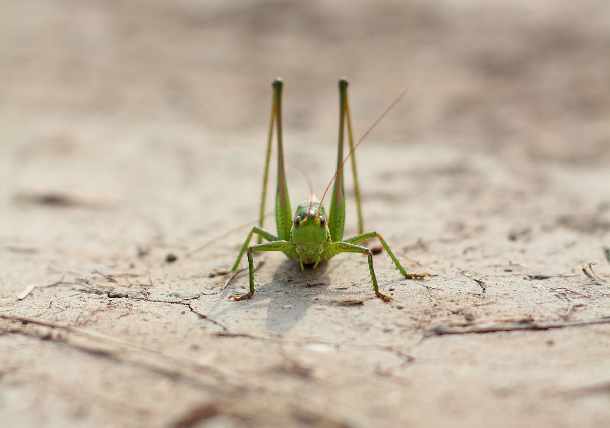 A green locust sits in the middle of the photo, staring at the camera