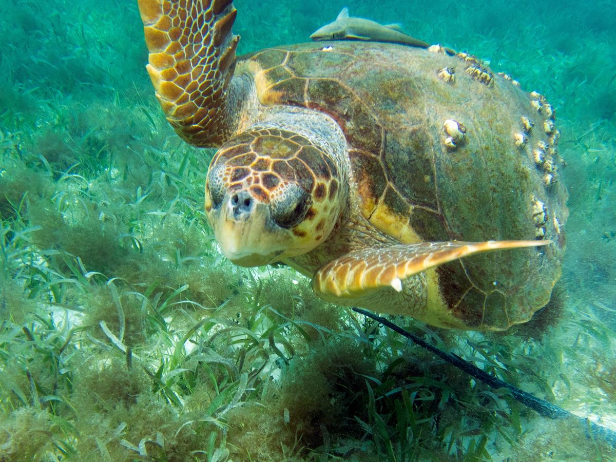 A loggerhead turtle swims facing the camera, close to the ground underwater