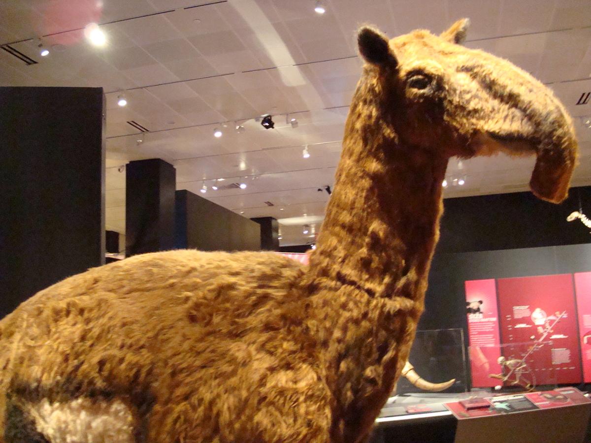 A replica Macrauchenia patagonica in a museum
