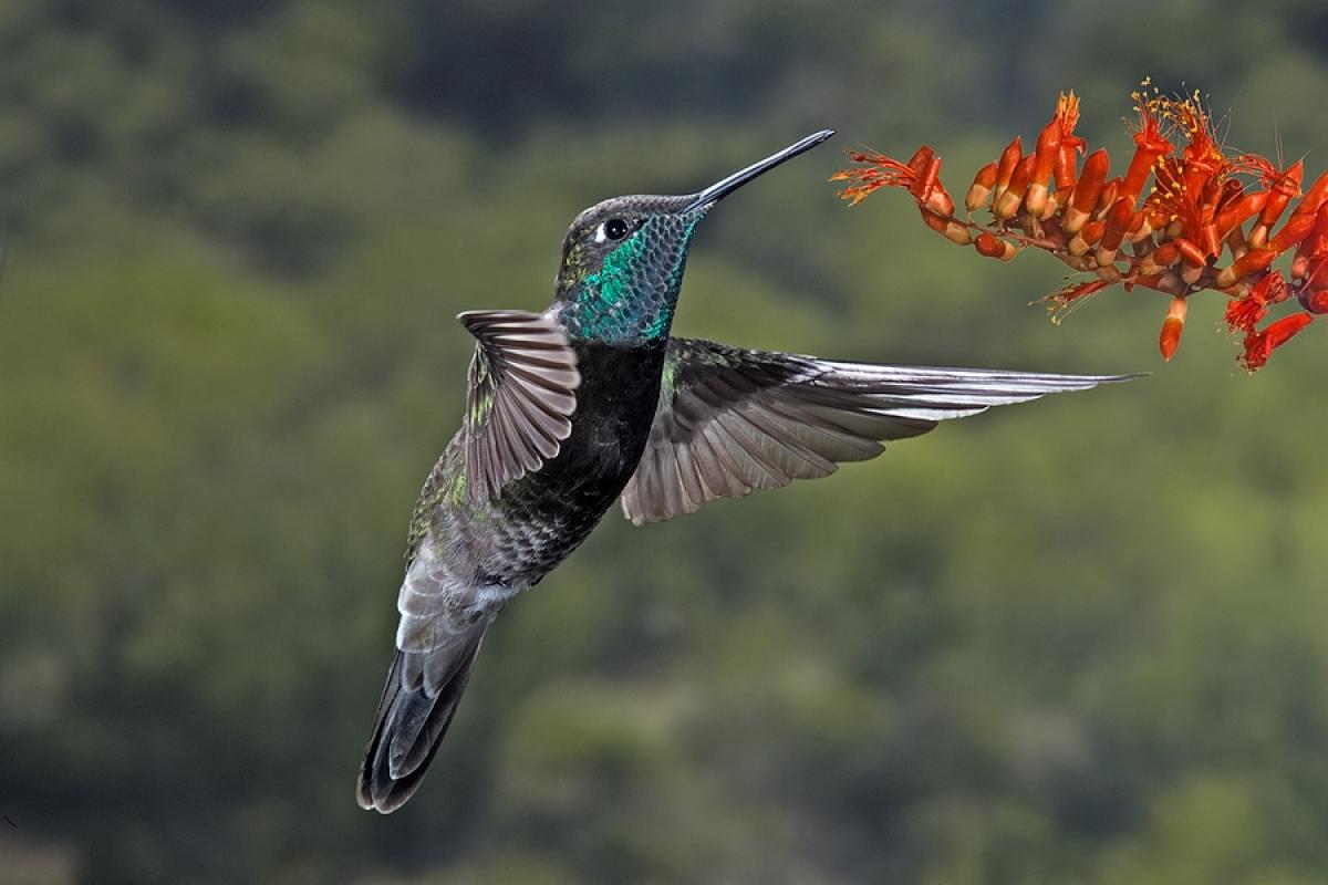Hummingbird and a flower.