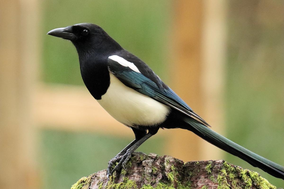 A black and white magpie sits in profile with the background out of focus