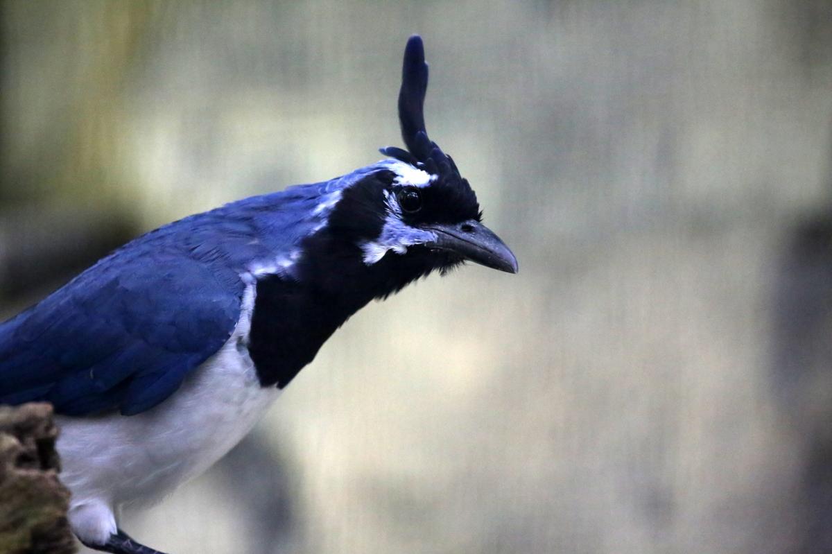 A close shot of a blue magpie jay, mostly on the left of the image with the background out of focus