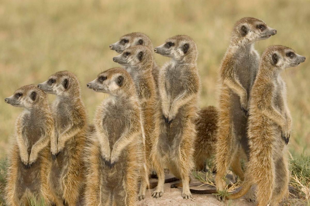 a group of meerkats standing at attention