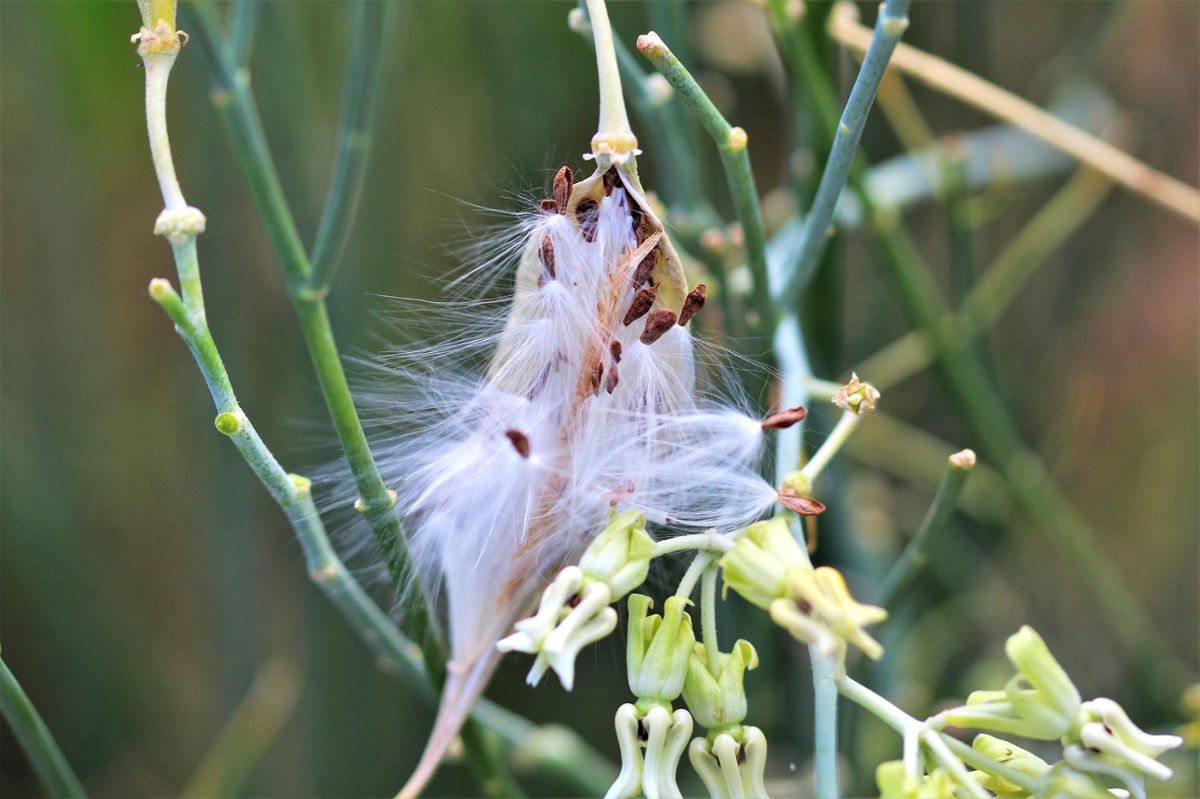 The cotton-like milkweed seed hanging on light green stems