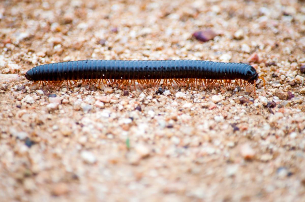 A dark brown millipede stretched walking on the dirt ground