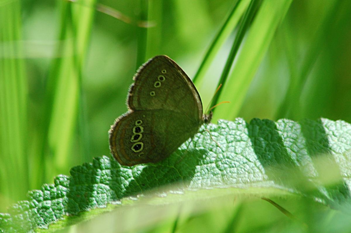 The butterfly Mitchell's satyr displays brown wings with yellow eyespots while sitting in grass
