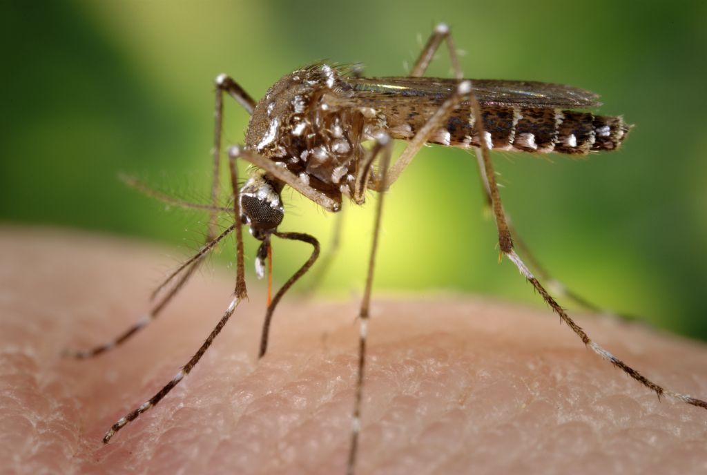 A mosquito with white spots sits on an unspecified area of skin