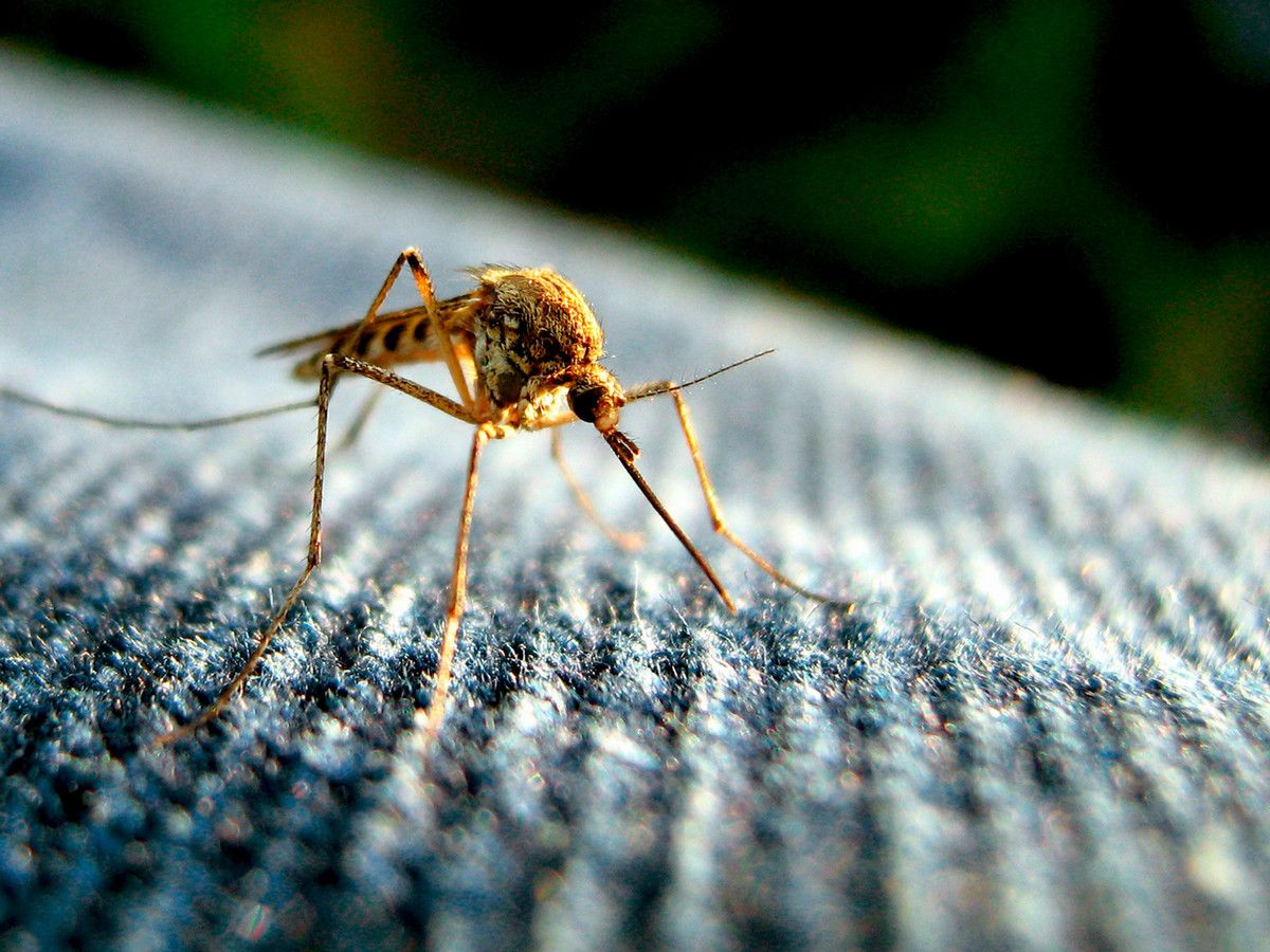 A mosquito on a piece of blue fabric in extreme closeup