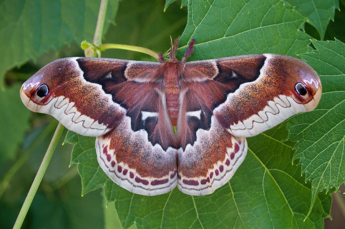 A Prometha moth with its wings open resting on a green leaf
