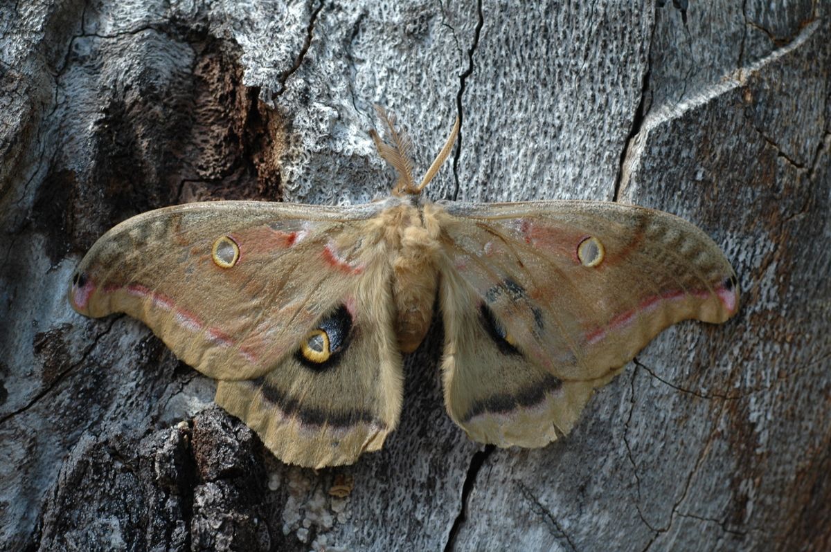 A tan moth with dark eyespots on its wings against the bark of a tree