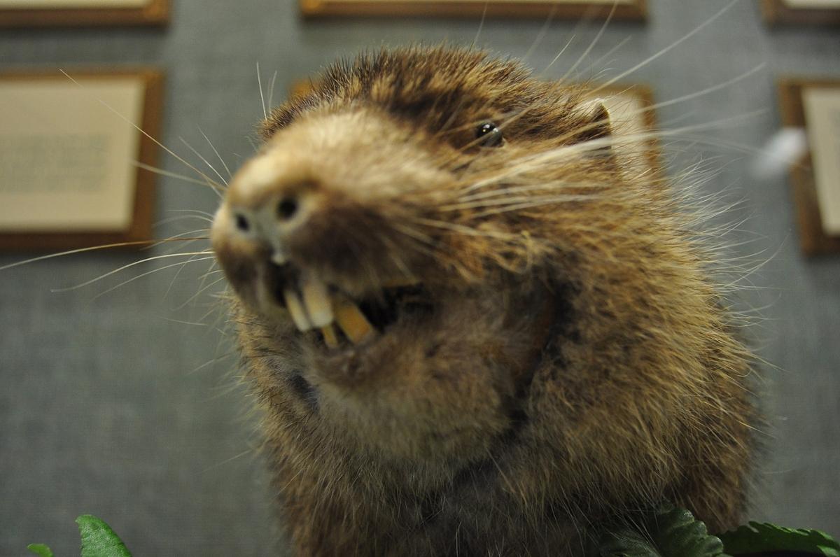 A closeup of a stuffed mountain beaver in a museum exhibit, showing off its teeth