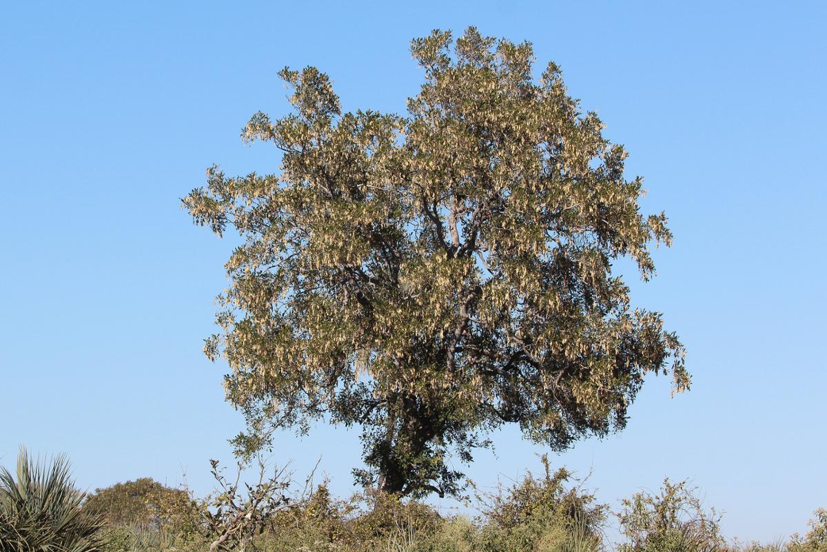 A tall blackwood tree stands alone against a light blue sky