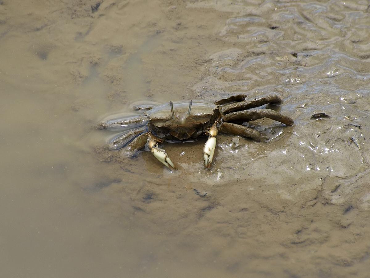 A large mud crab sits in shallow, murky water