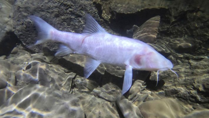 A white, eyeless fish swimming in a rocky area