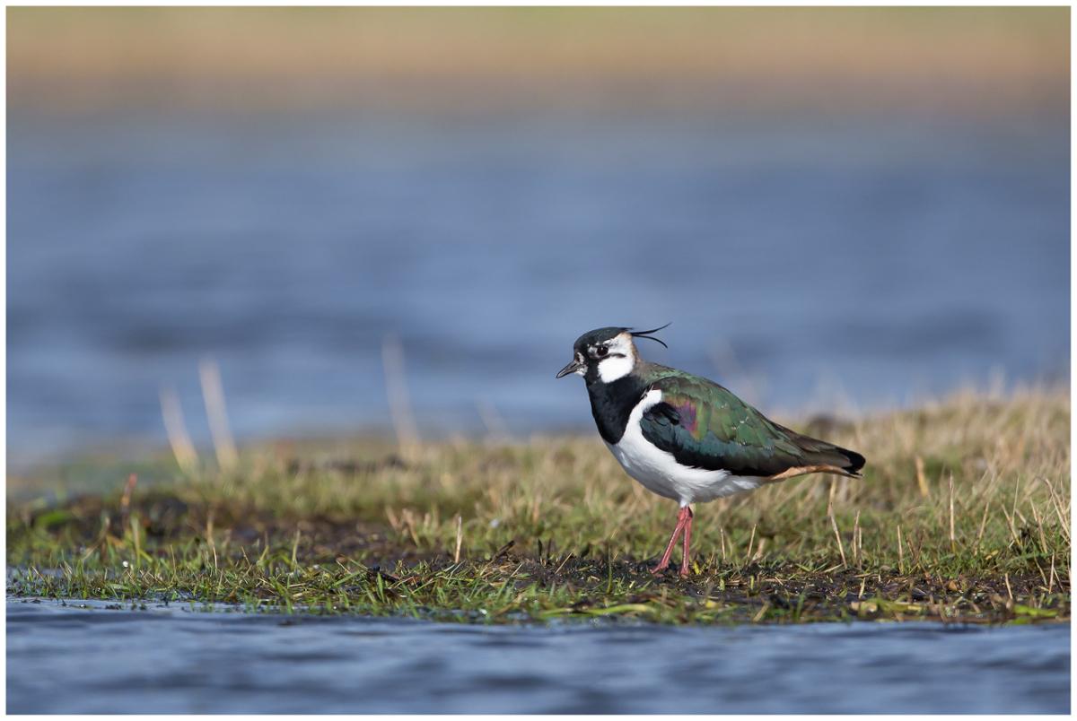 A male Northern Lapwing bird stands next to a body of water