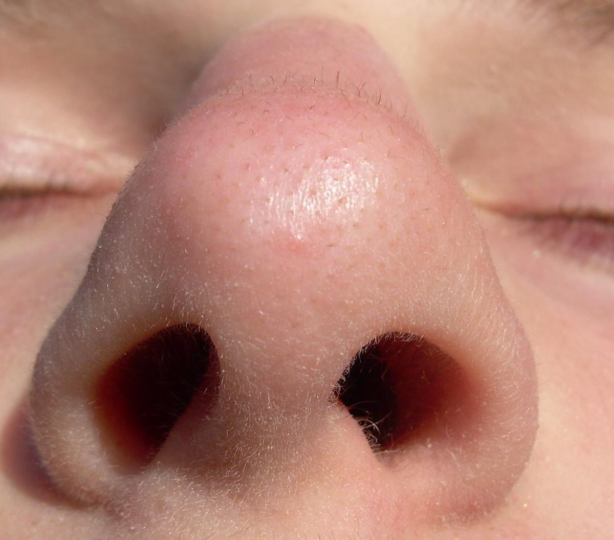 An extreme closeup of a nose, nostrils wide open and eyes closed