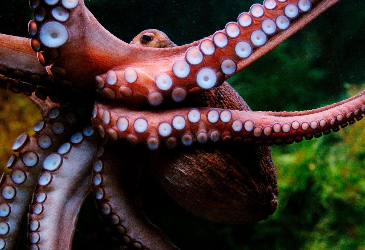 An octopus with its tentacles against a glass surface