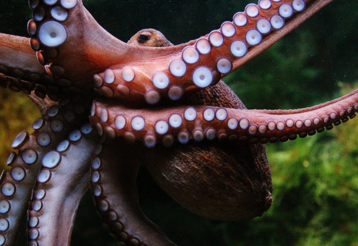 Octopus Close
