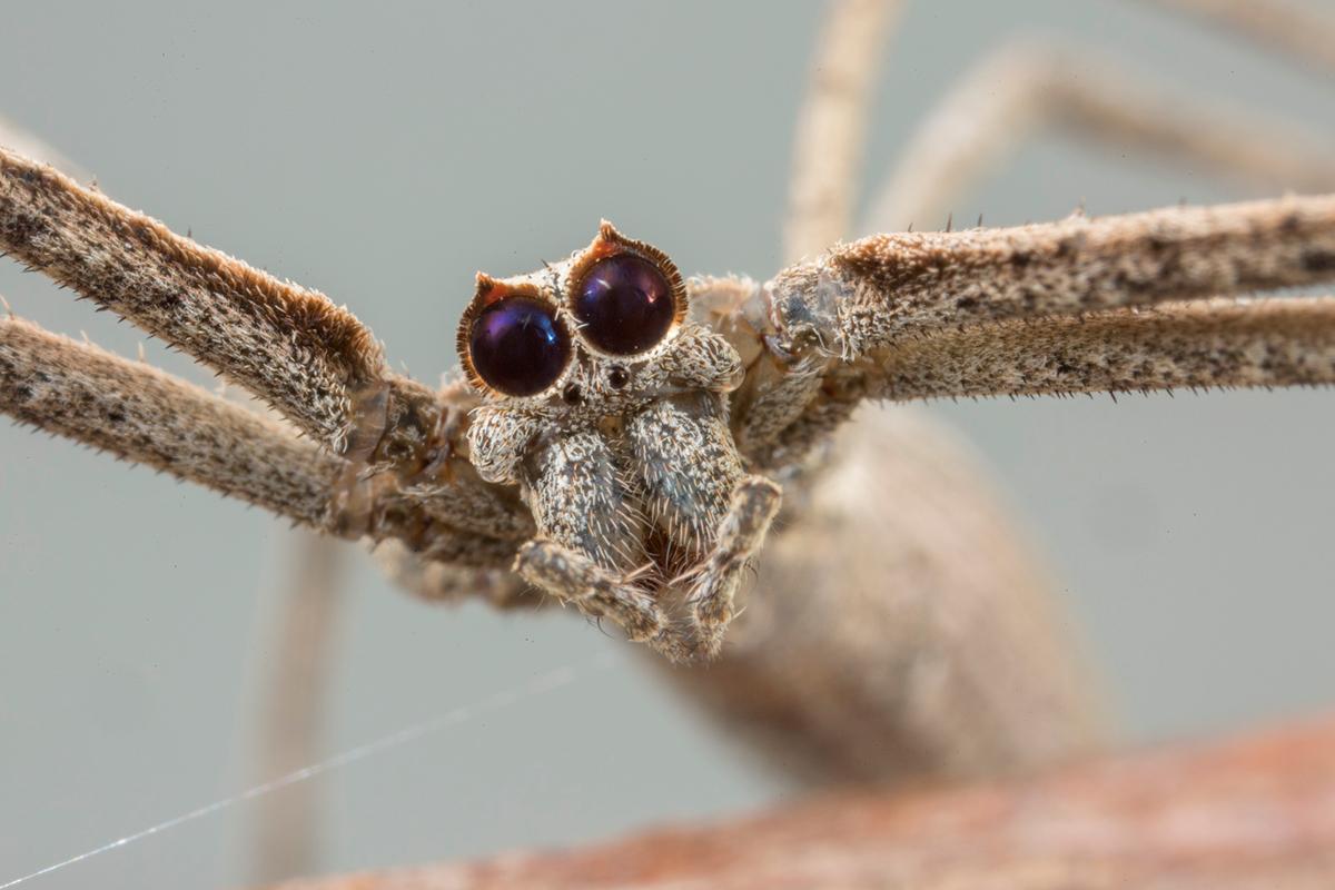 A close up of the face of an ogre-faced spider