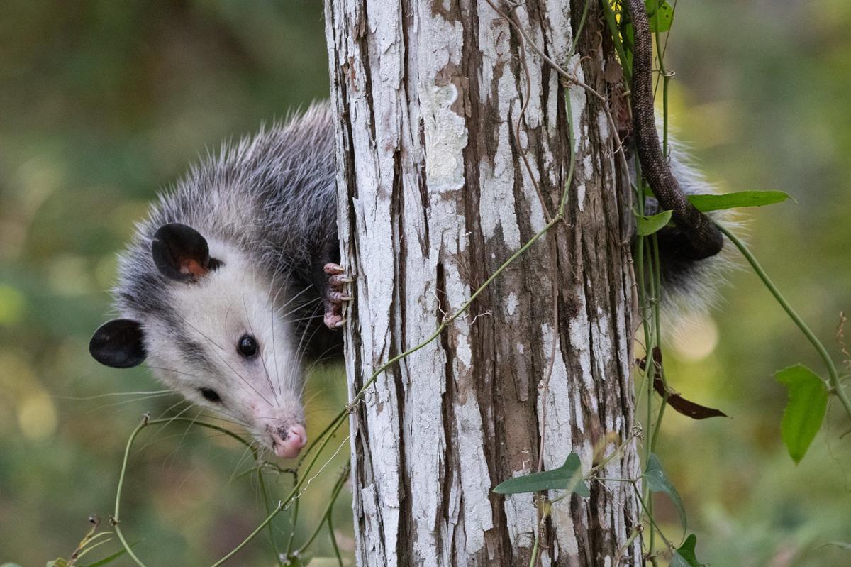 An opossum on a tree trunk, its body horizontal to the trunk