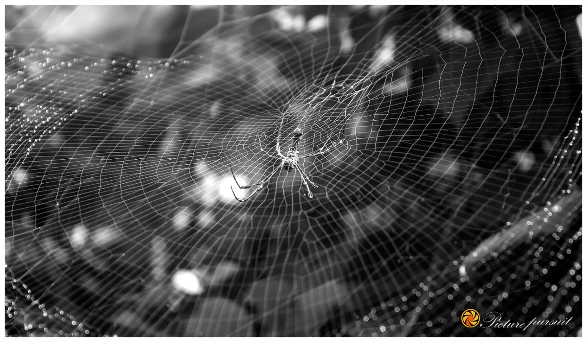 A golden silk orb spider building a large web, in black and white