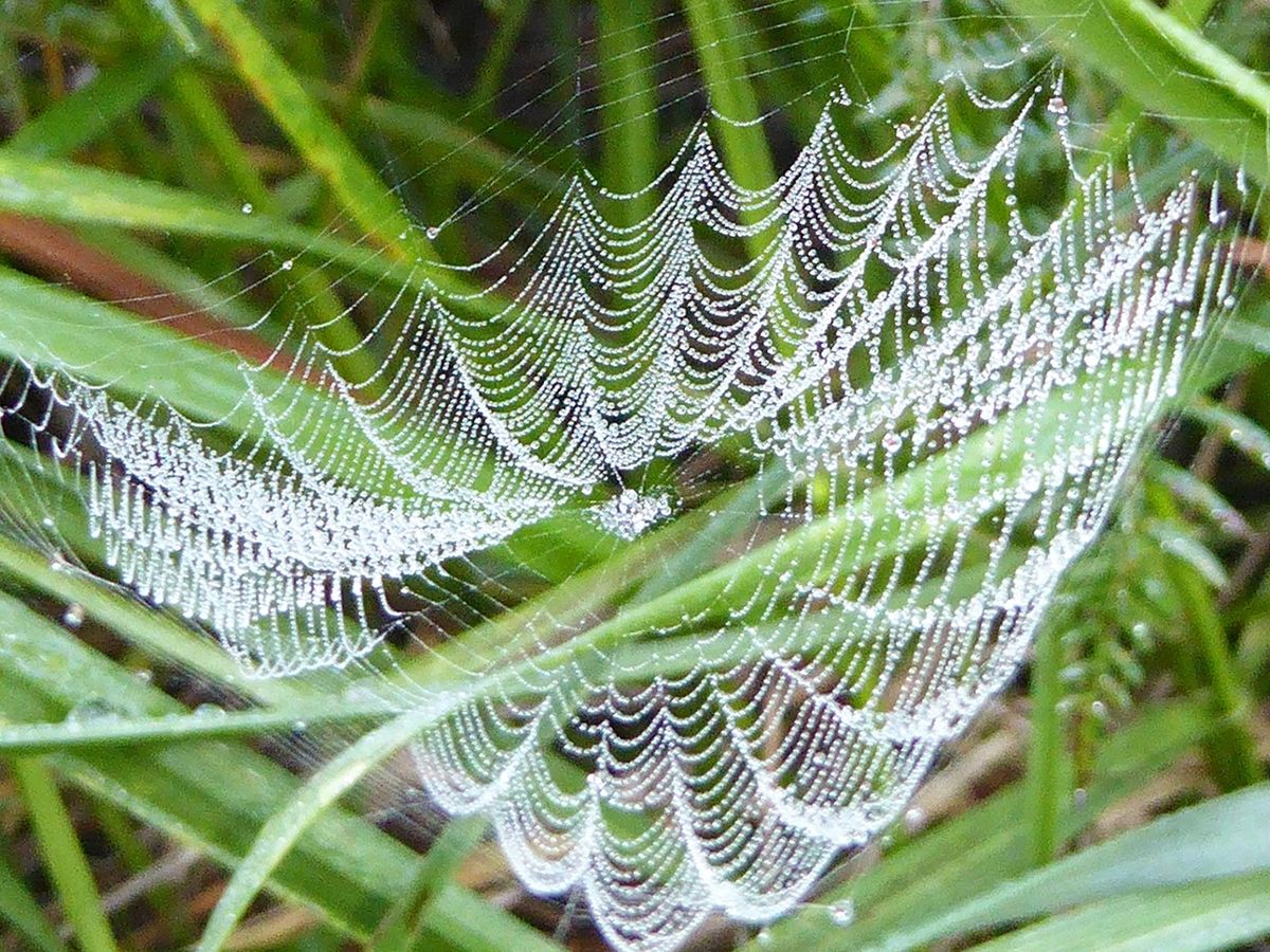 An intricate spider web spun between grass blades hangs towards the ground, heavy with rain droplets 
