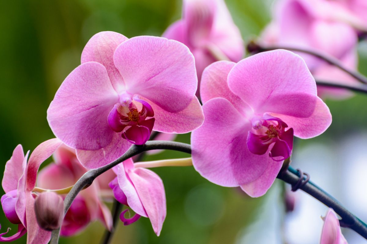 Two pink orchid blooms on a stem in focus, with other flowers behind them in the background