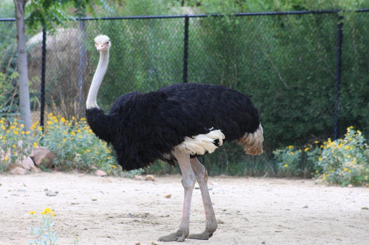 A large ostrich in an enclosure stands looking at the camera