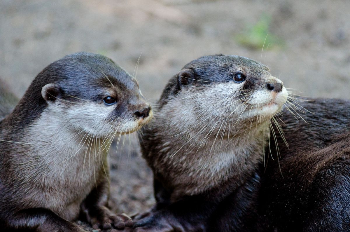 Two otters look off to the side in profile