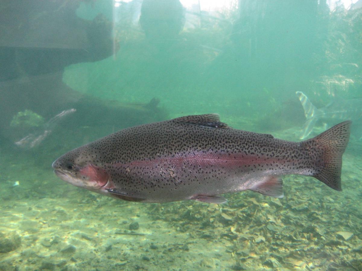 The side profile of a Pacific salmon swimming in light blue water