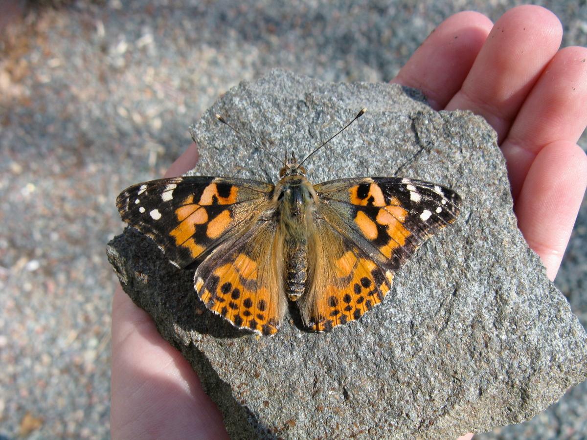 A shot from above as a painted lady butterfly rests with wings outstretched on a rock