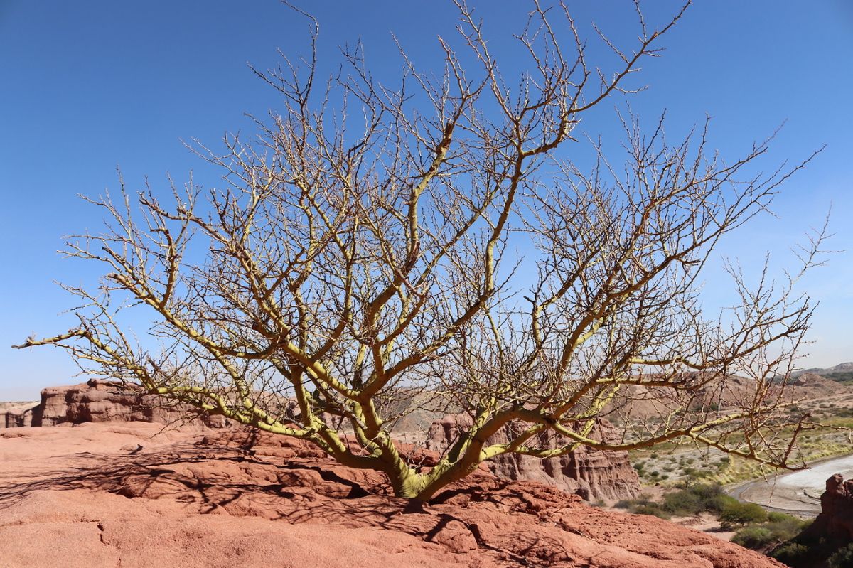 A palo verde tree coming out of the red dirt on a sunny day in the desert climate