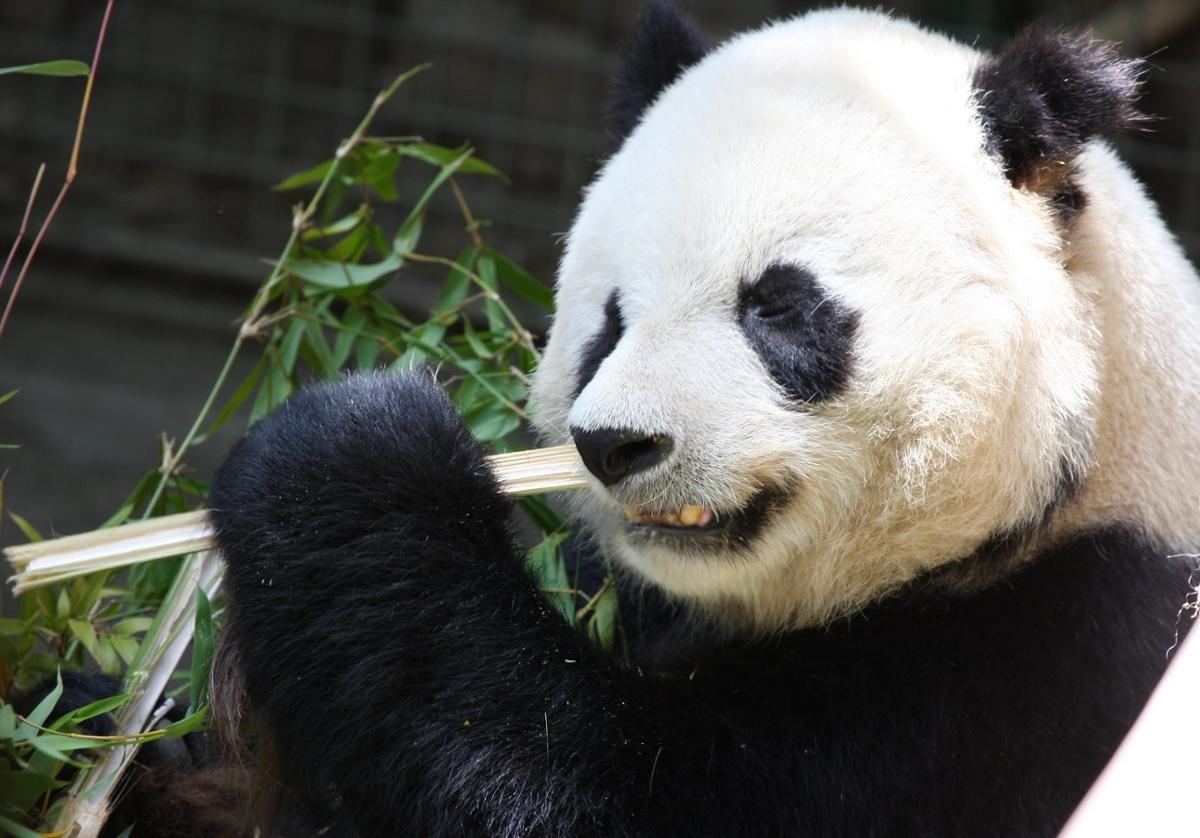 A panda takes a bite out of a bamboo stalk it holds in its fist
