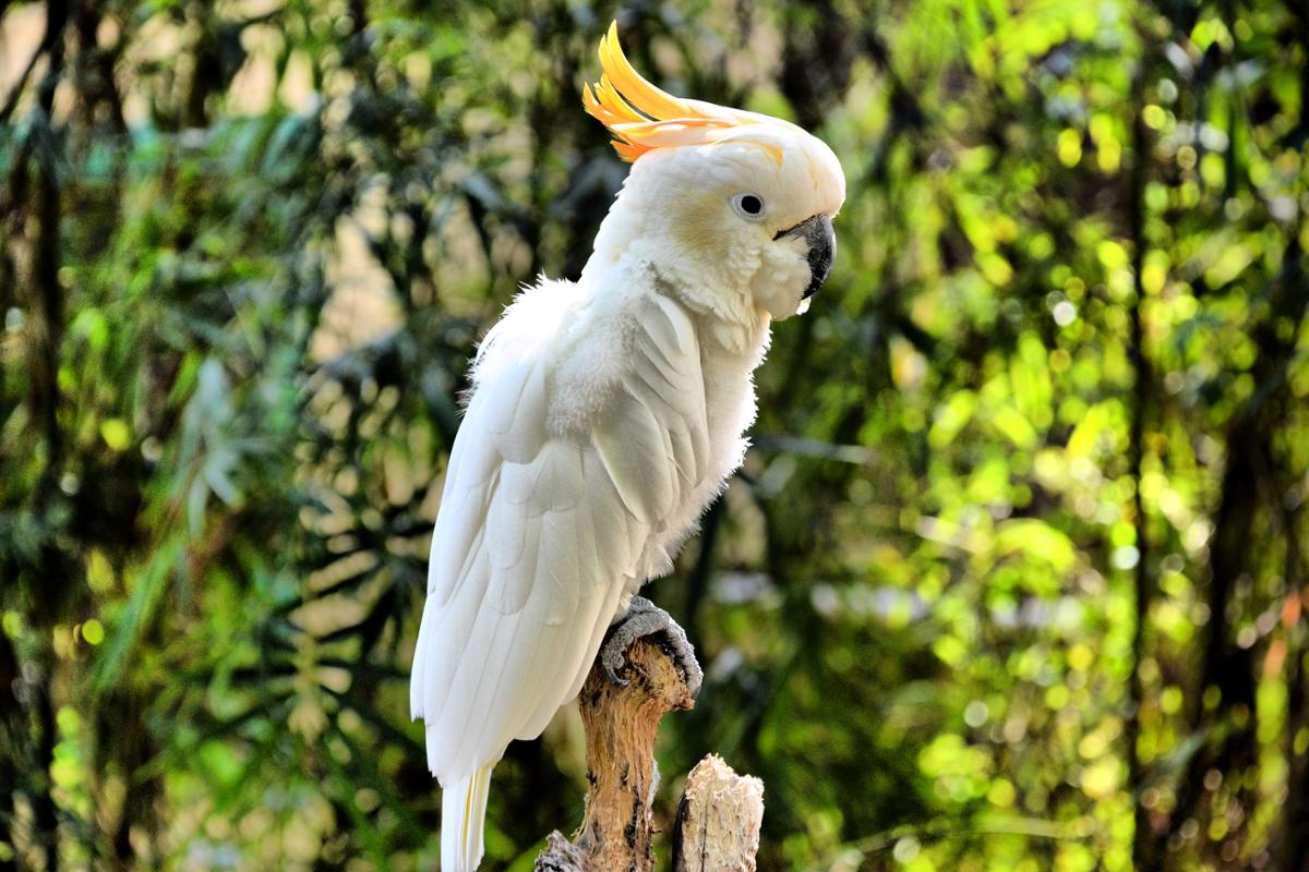 A white parrot rests on a tree branch