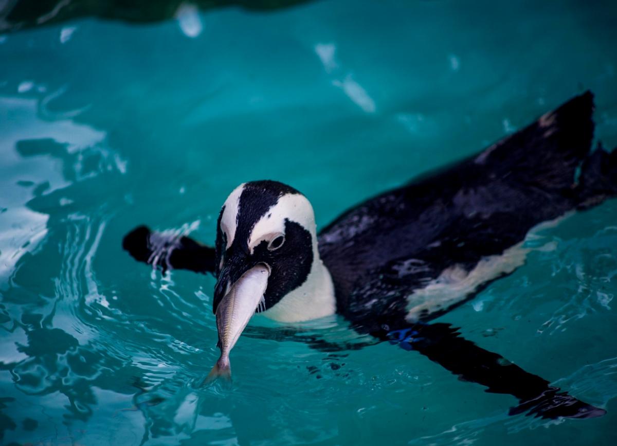 A penguin swims on the water's surface with part of a fish sticking out of its mouth