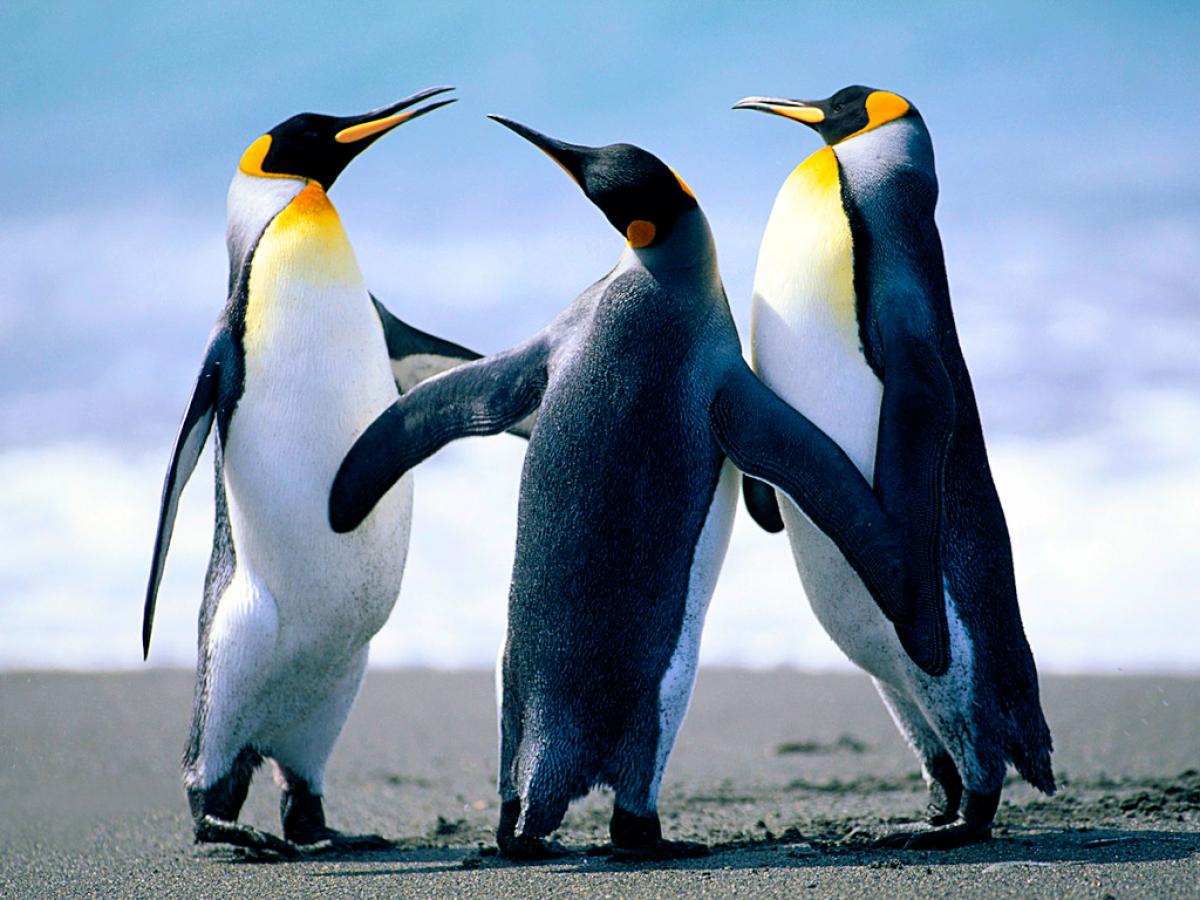 Three tall penguins stand together in a group, with a blue sky in the background