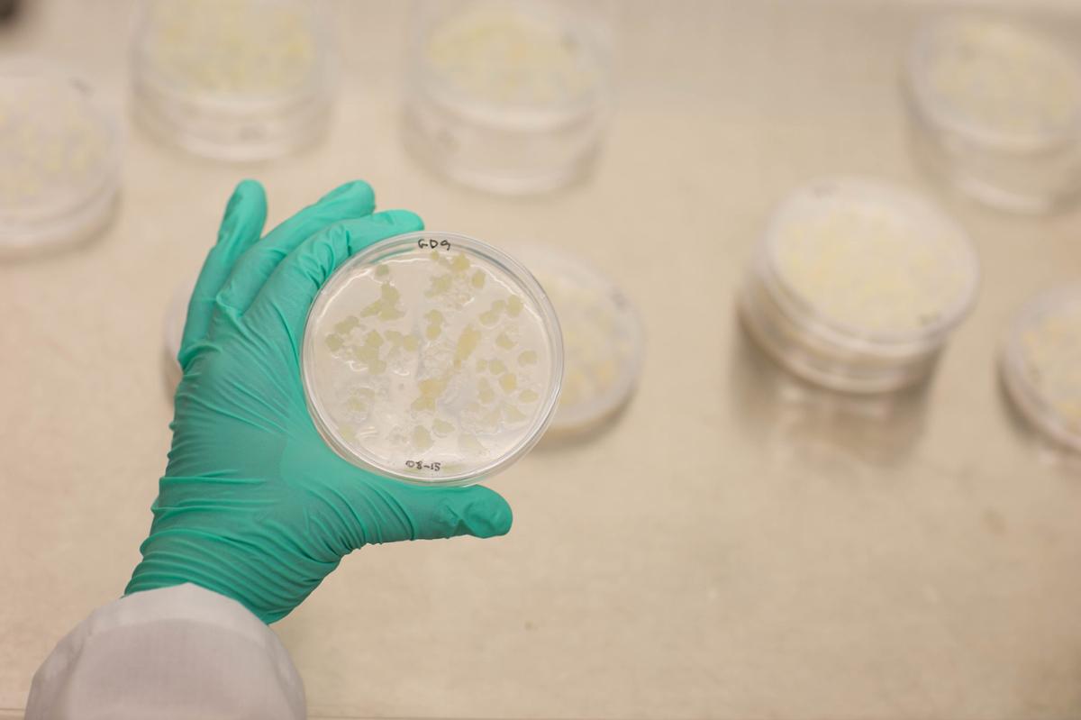 A researcher holds up a Petri dish with bacteria in front of a table with many other dishes